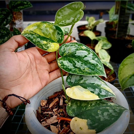 Scindapsus "Bakudapati" – rare indoor plant, collector-grade foliage; care: bright indirect light, well-draining mix.