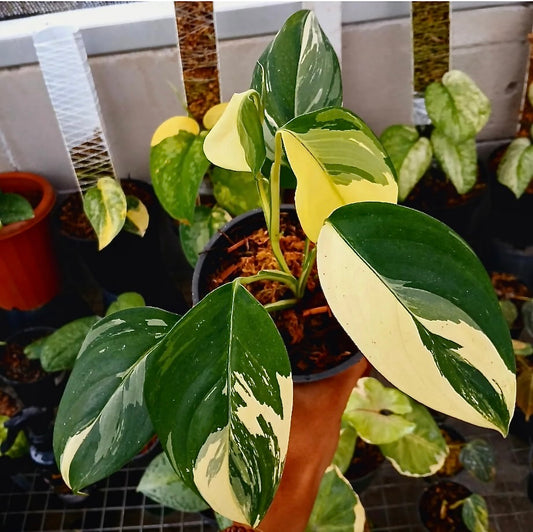 Scindapsus "Blue Albo" (Thailand) – rare indoor plant, collector-grade foliage; care: bright indirect light, well-draining mix.