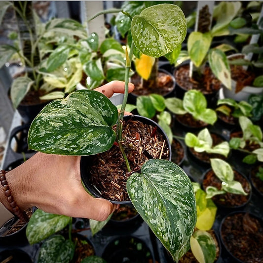 Scindapsus "Exotica Salaca" (Tricolor) – rare indoor plant, collector-grade foliage; care: bright indirect light, well-draining mix.