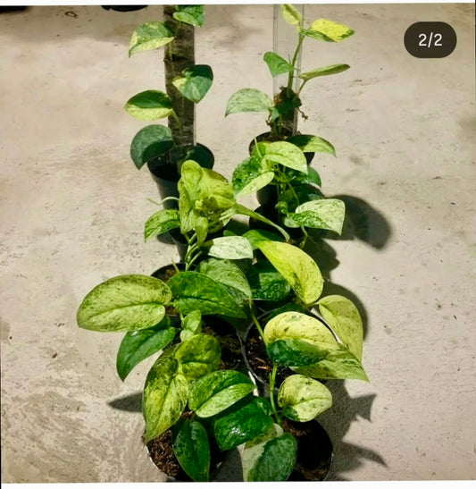 Scindapsus Halimoon – rare indoor plant, collector-grade foliage; care: bright indirect light, well-draining mix.