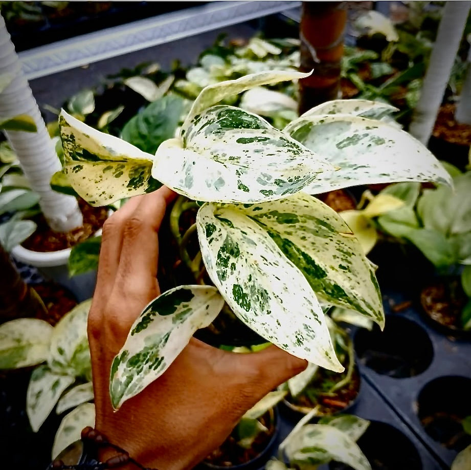 Scindapsus Jade "Satin Marble" (narrow) – rare indoor plant, collector-grade foliage; care: bright indirect light, well-draining mix.