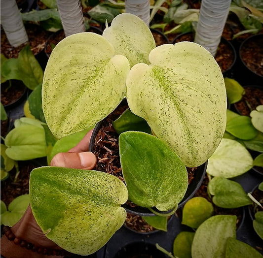 Scindapsus "Jade Satin" (lemon lime) – rare indoor plant, collector-grade foliage; care: bright indirect light, well-draining mix.