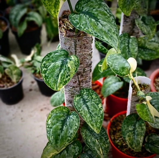 Scindapsus "Leopard" (varigated) – rare indoor plant, collector-grade foliage; care: bright indirect light, well-draining mix.