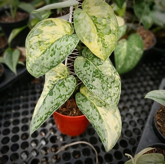 Scindapsus "Nirmala" – rare indoor plant, collector-grade foliage; care: bright indirect light, well-draining mix.