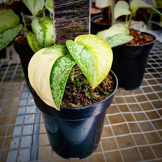 Scindapsus "Prabu" – rare indoor plant, collector-grade foliage; care: bright indirect light, well-draining mix.