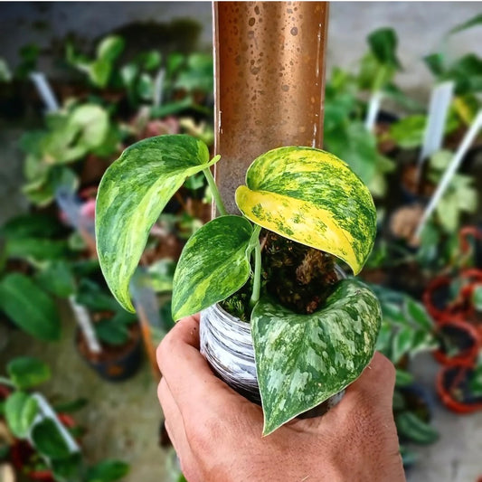 Scindapsus "Radjatapura" – rare indoor plant, collector-grade foliage; care: bright indirect light, well-draining mix.