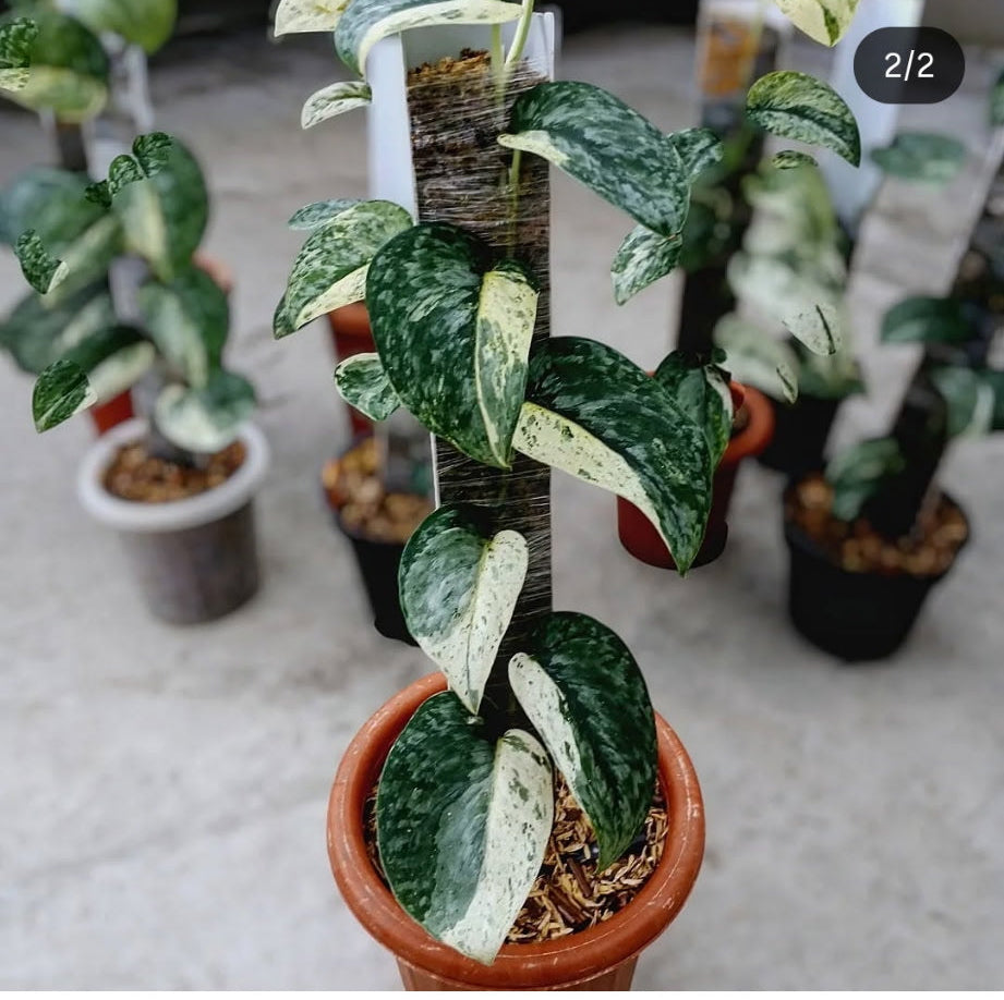 Scindapsus "Salamount" – rare indoor plant, collector-grade foliage; care: bright indirect light, well-draining mix.