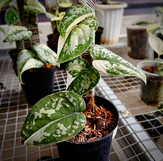 Scindapsus "Simbara" – rare indoor plant, collector-grade foliage; care: bright indirect light, well-draining mix.