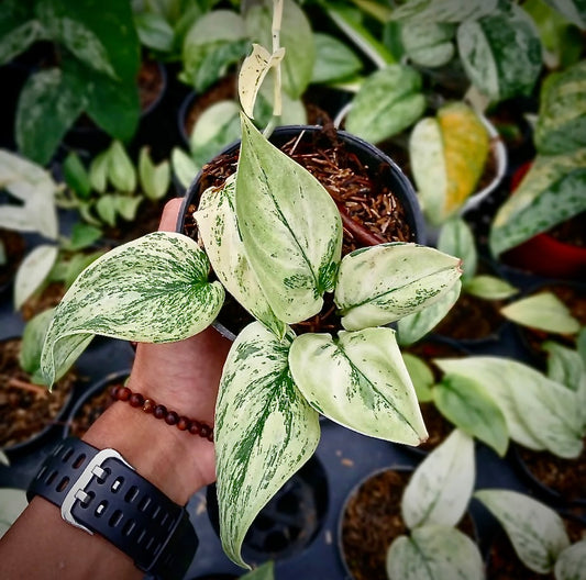 Scindapsus "Super Star" – rare indoor plant, collector-grade foliage; care: bright indirect light, well-draining mix.