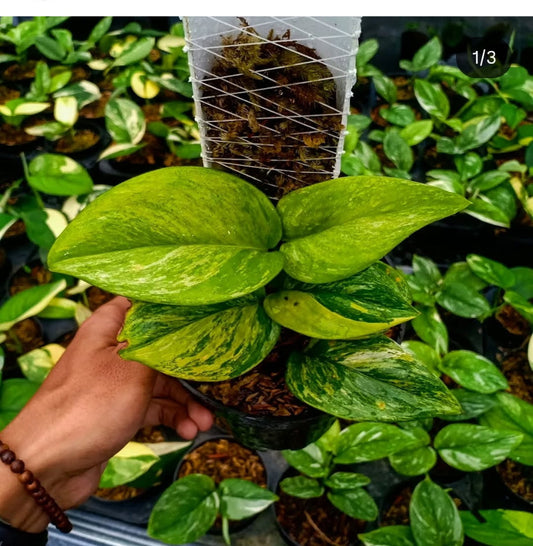 Scindapsus-"Moonlight" Treubii Tricolor – rare indoor plant, collector-grade foliage; care: bright indirect light, well-draining mix.